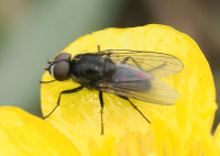 Anthomyiidae indet.
